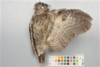 藏品(領角鴞)的圖片